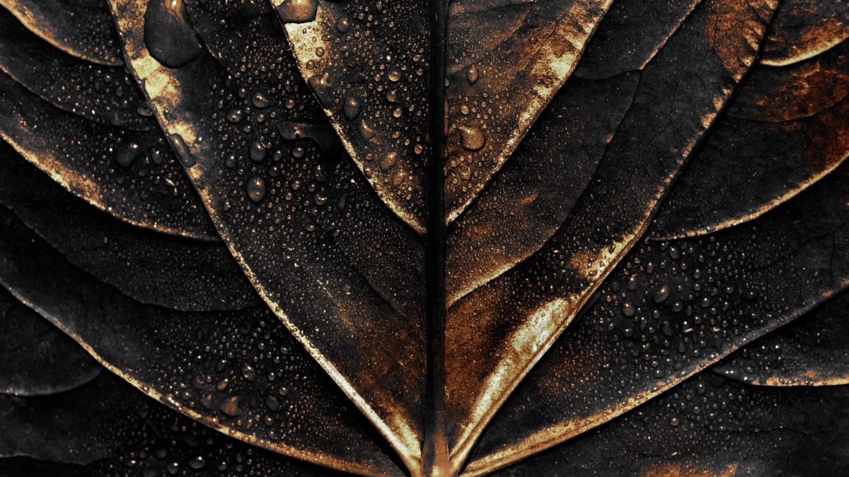 Wet Golden Alocasia Leaf Wet Golden Alocasia Leaf